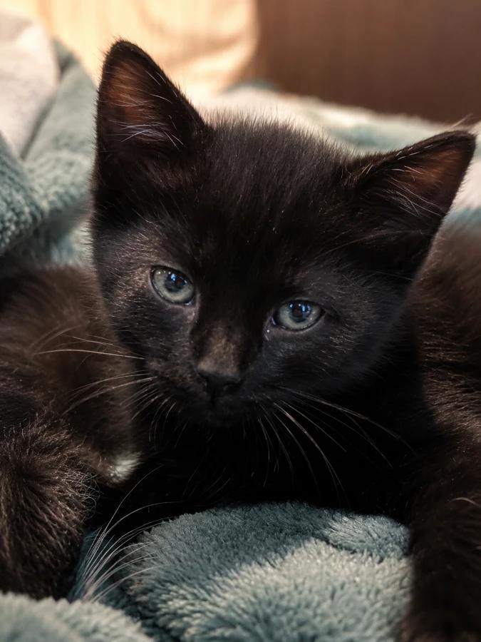 Daisy, Adopted, Kitten Female Domestic Short Hair.