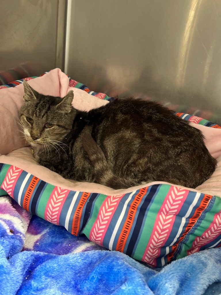 Junior, Adoptable, Senior Male Domestic Short Hair.