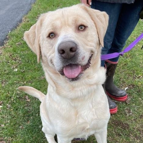 Benji, a Adoptable Yellow Labrador Retriever image 1/2