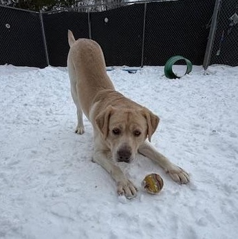 Enlarge Benji, a Adoptable Yellow Labrador Retriever in Honesdale, PA image 3/3