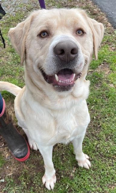 Benji, a Adoptable Yellow Labrador Retriever image 2/2