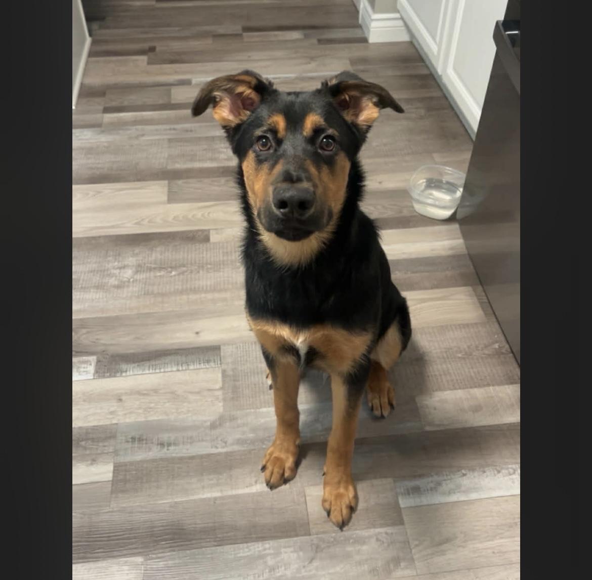 Finn, ADOPTABLE, Young Male German Shepherd Dog & Rottweiler.