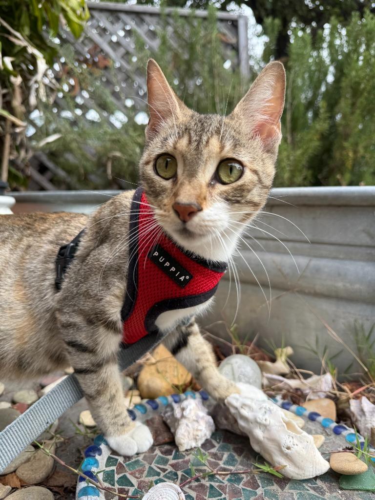 Tiger Lily, Adoptable, Young Female Domestic Short Hair.