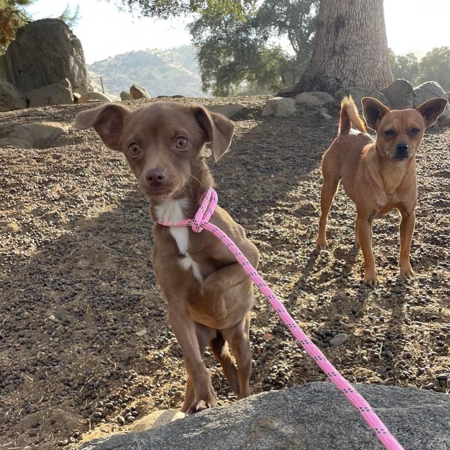 Enlarge Ellie, a Adoptable mixed breed in Fresno, CA image 2/3
