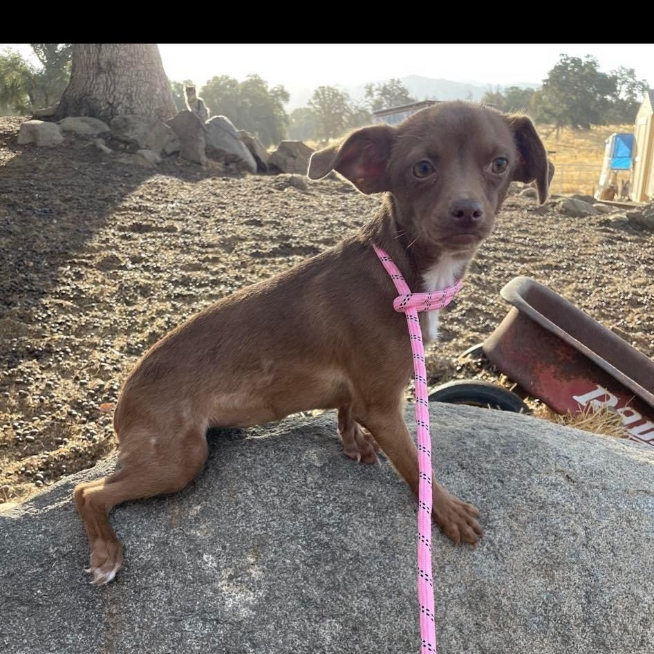 Enlarge Ellie, a Adoptable mixed breed in Fresno, CA image 1/3