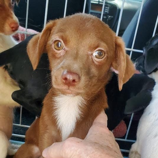 Enlarge Ellie, a Adoptable mixed breed in Fresno, CA image 3/3