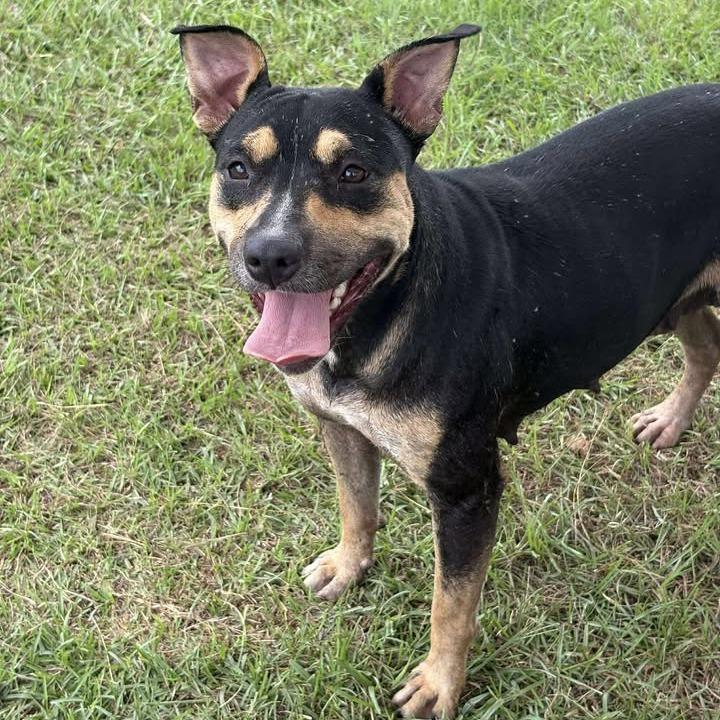 Enlarge Emmy, a Adoptable Mixed Breed in Mullins, SC image 1/1