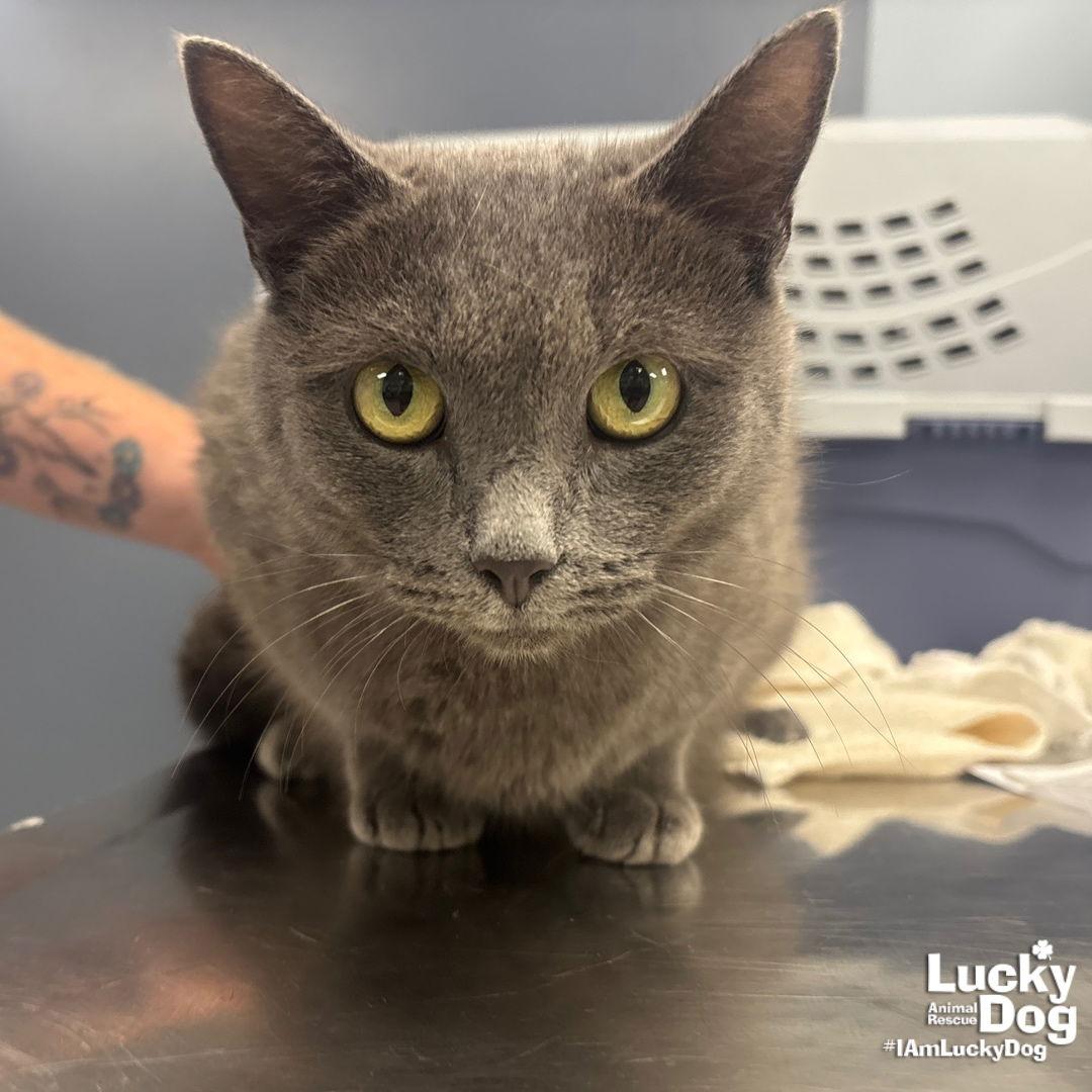 Enlarge Carla, a Adoptable Domestic Short Hair in Washington, DC image 1/5