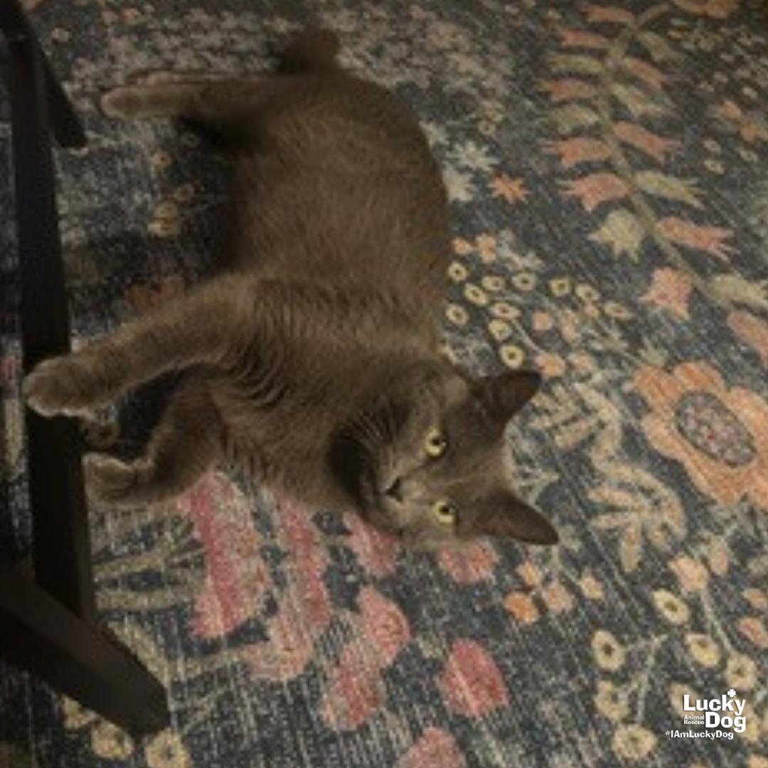 Enlarge Carla, a Adoptable Domestic Short Hair in Washington, DC image 2/5