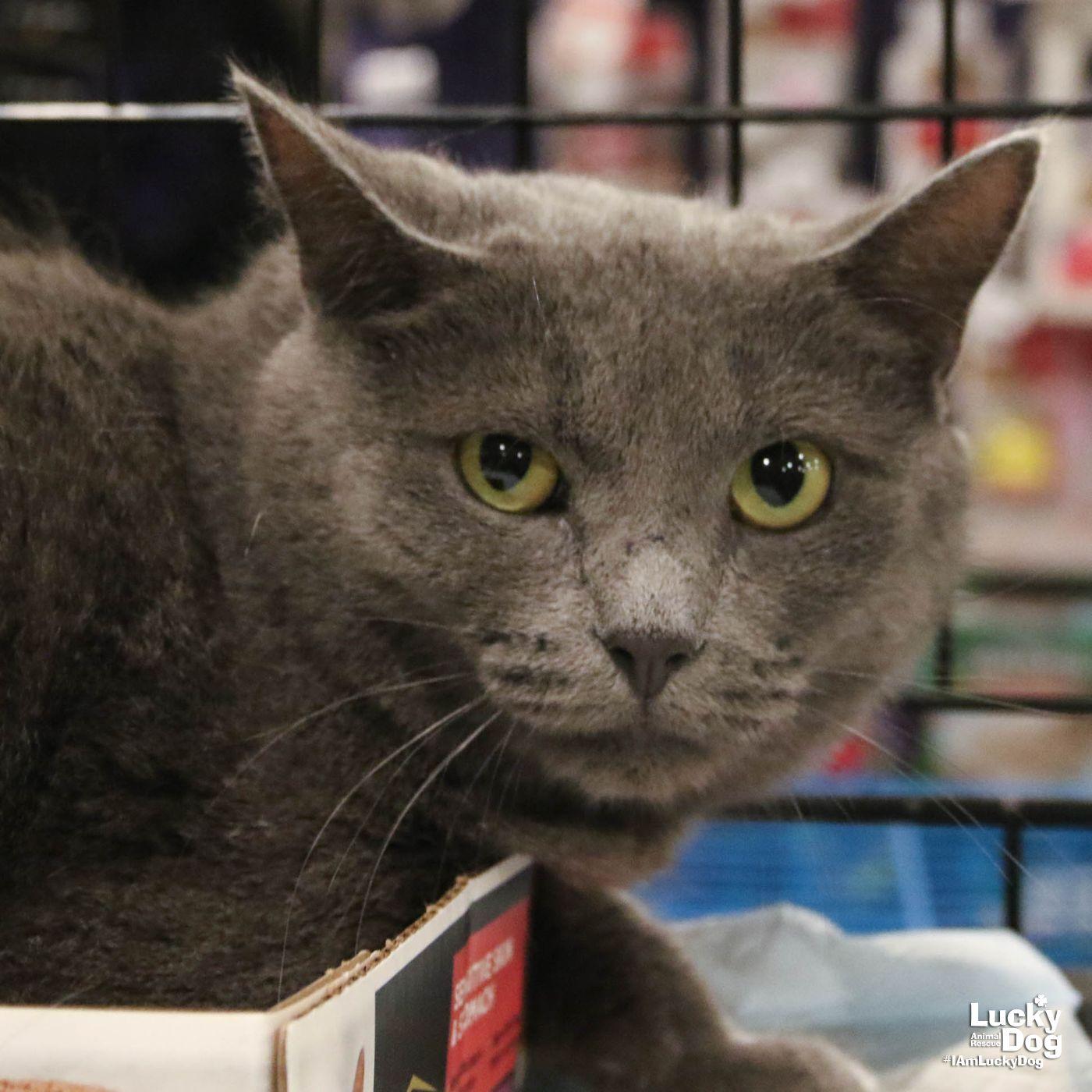 Enlarge Carla, a Adoptable Domestic Short Hair in Washington, DC image 3/5