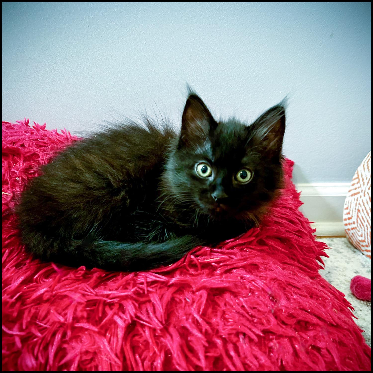 Bacardi, a ADOPTABLE mixed breed in Roswell, GA image 5/5