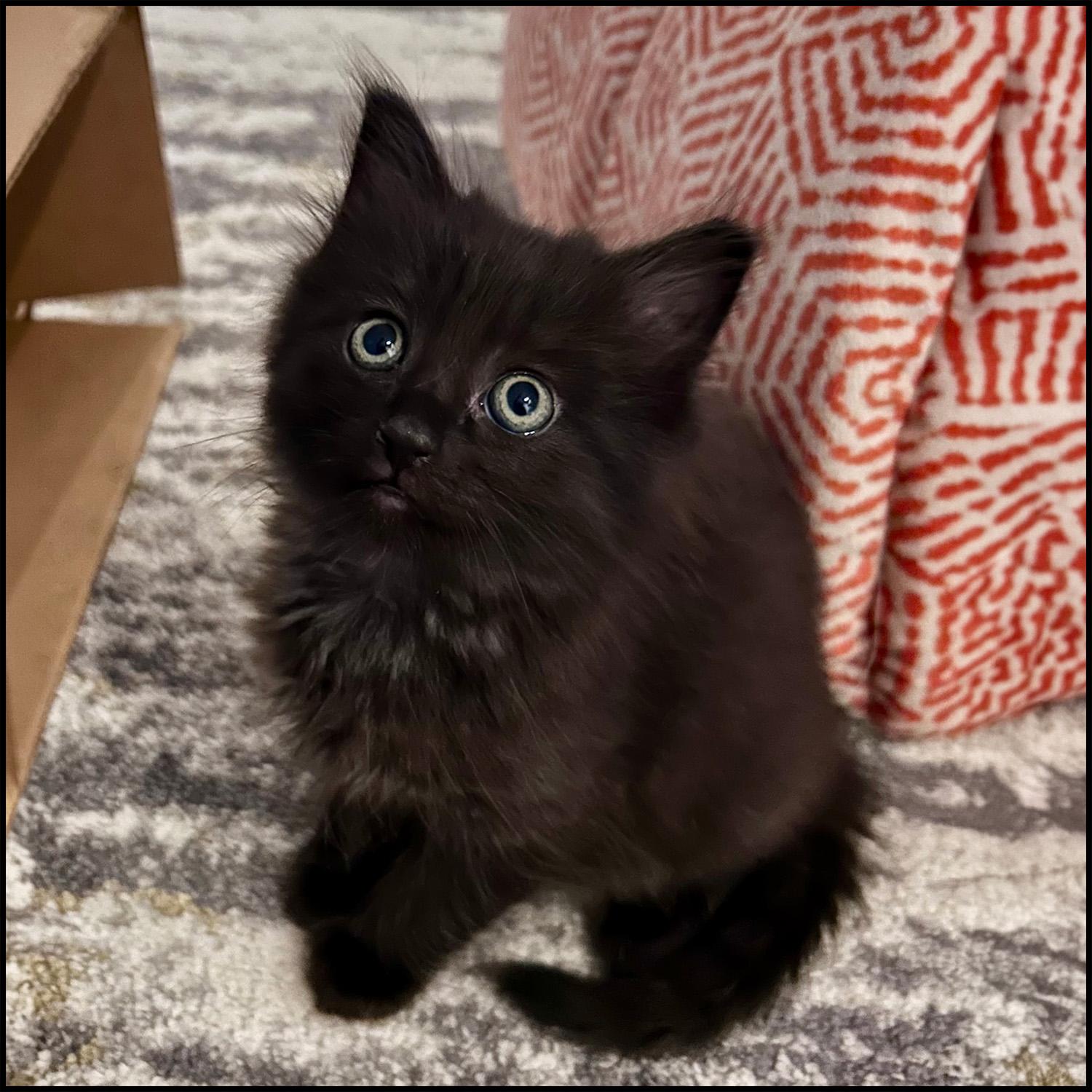 Bacardi, a ADOPTABLE mixed breed in Roswell, GA image 3/5