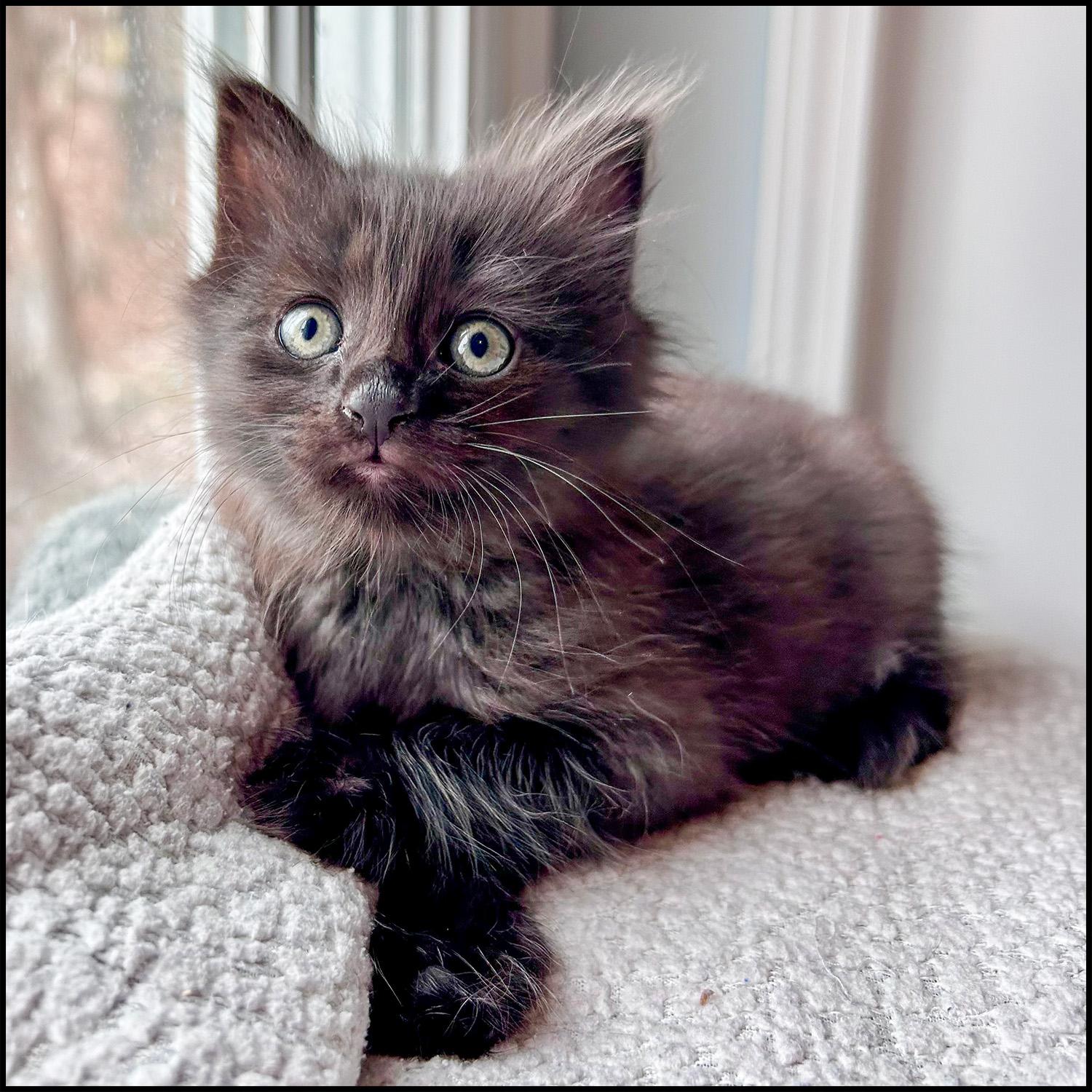 Bacardi, a ADOPTABLE mixed breed in Roswell, GA image 1/5