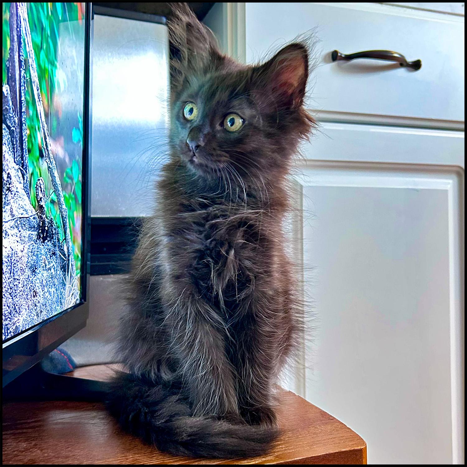 Bacardi, a ADOPTABLE mixed breed in Roswell, GA image 2/5