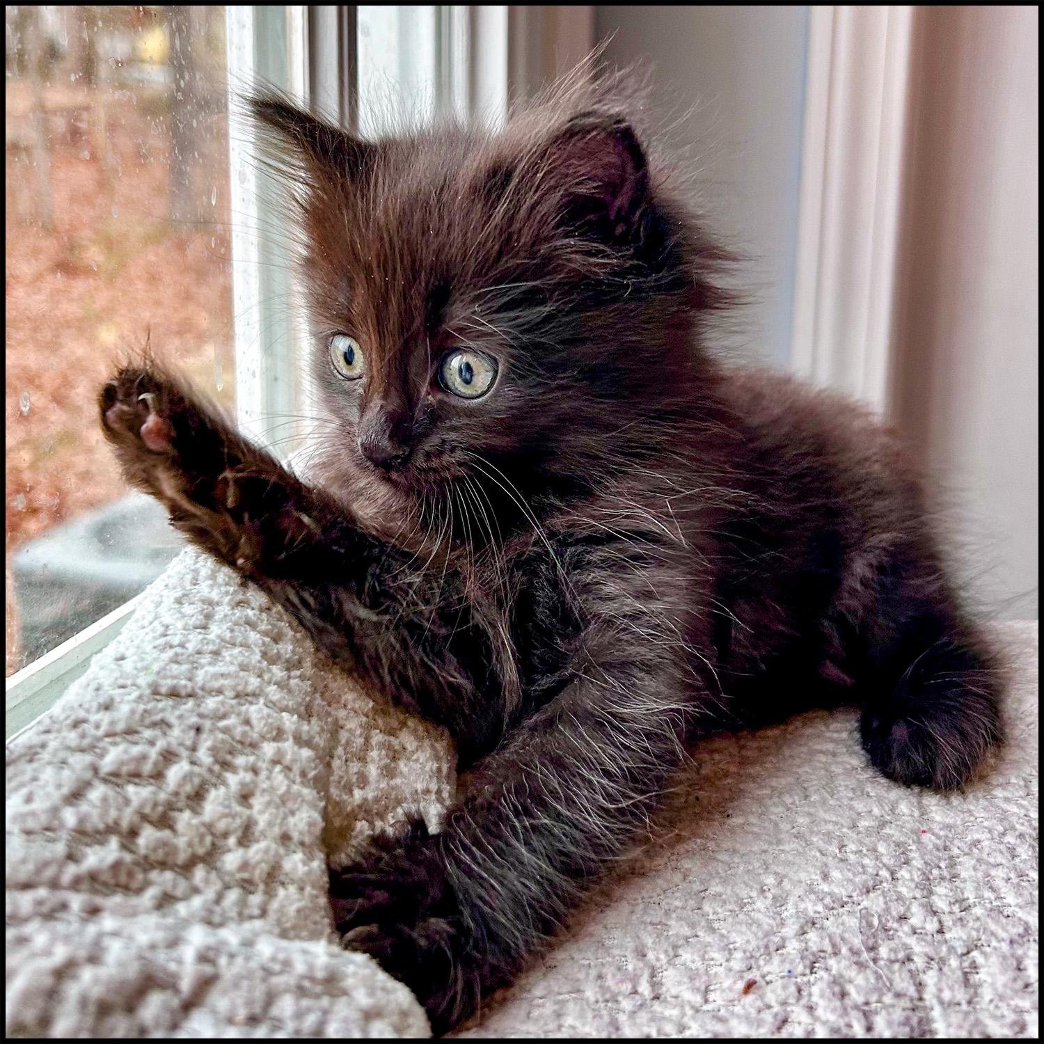 Bacardi, a ADOPTABLE mixed breed in Roswell, GA image 4/5