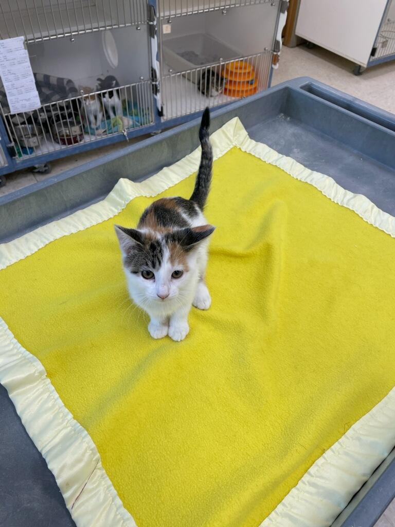 Coral, a Adoptable Domestic Short Hair in Neillsville, WI image 4/5