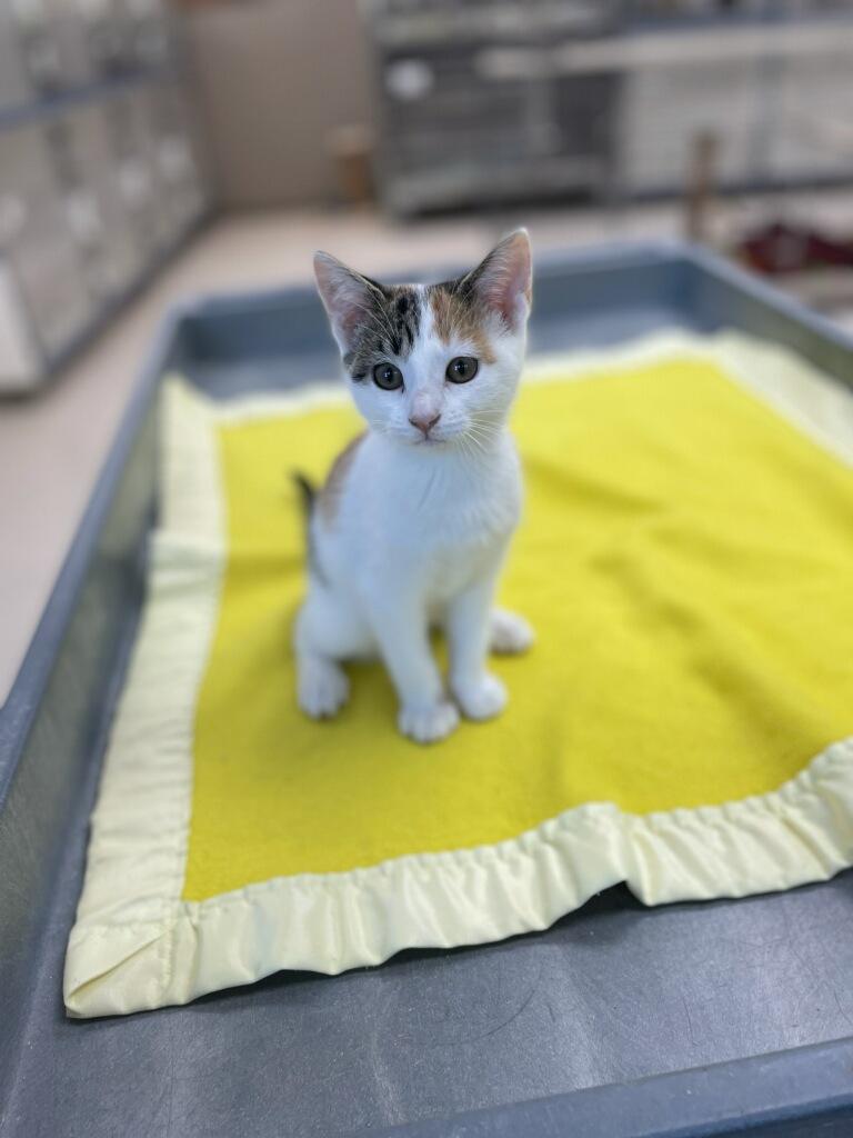 Coral, a Adoptable Domestic Short Hair in Neillsville, WI image 1/5