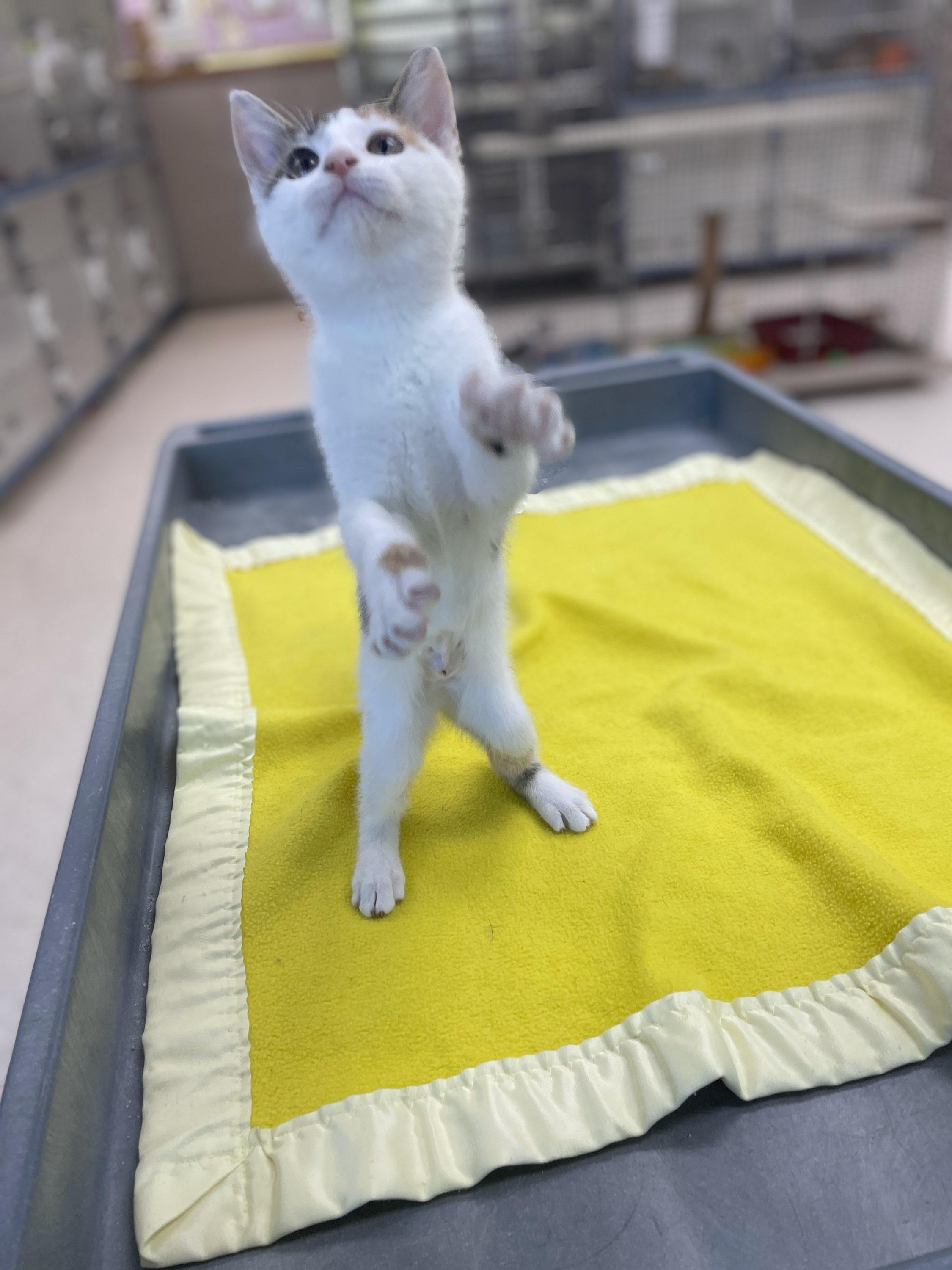 Coral, a Adoptable Domestic Short Hair in Neillsville, WI image 2/5