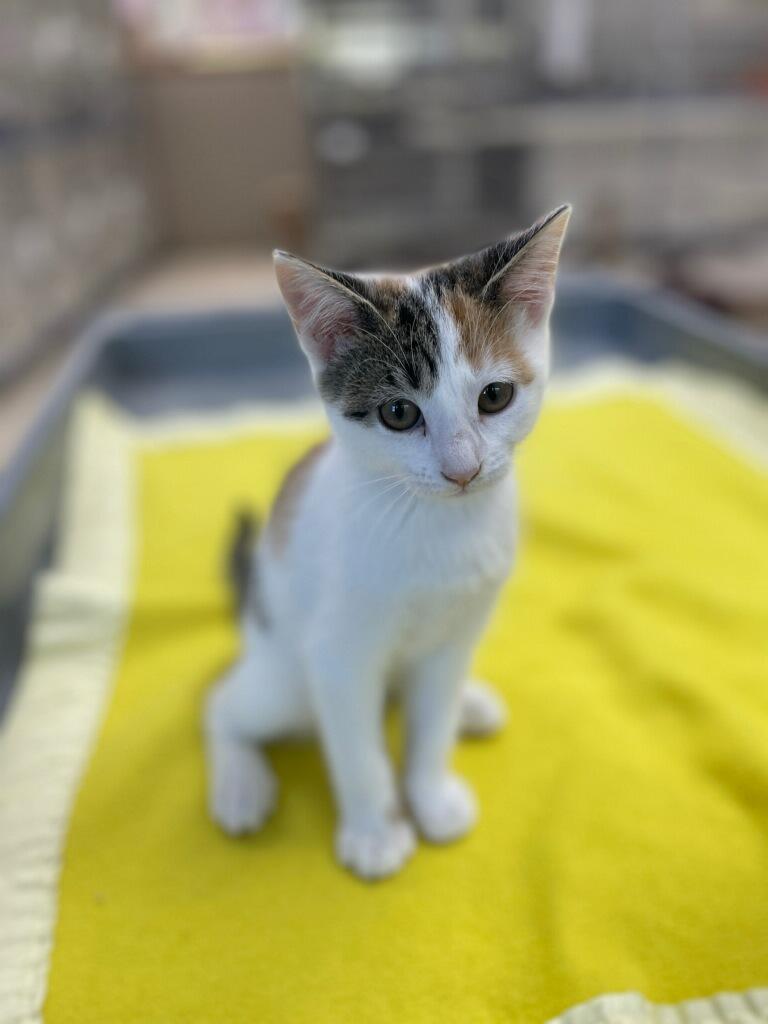 Coral, a Adoptable Domestic Short Hair in Neillsville, WI image 3/5