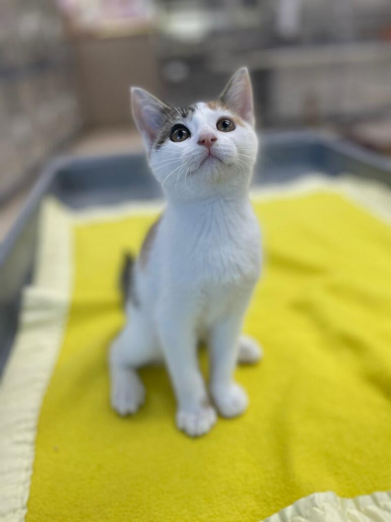 Coral, a Adoptable Domestic Short Hair in Neillsville, WI image 5/5