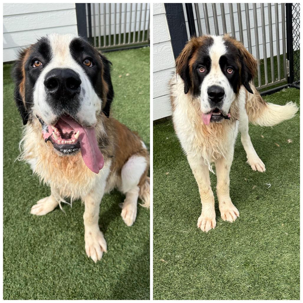 El Toro, Adoptable, Young Male Saint Bernard.