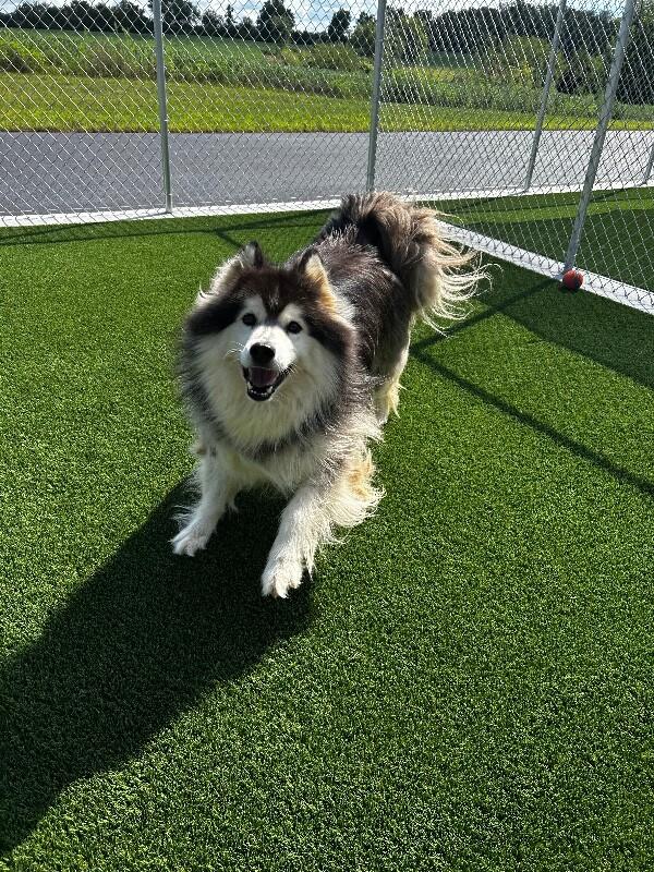 Brianne, Adoptable, Adult Female Alaskan Malamute.