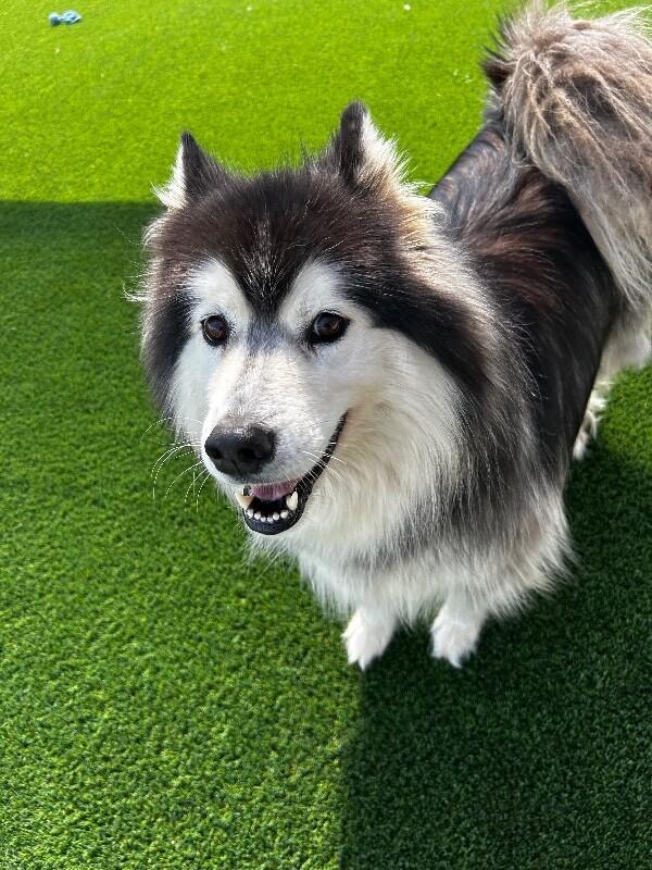 Enlarge Brianne, a Adoptable Alaskan Malamute in bellefontaine, OH image 2/6
