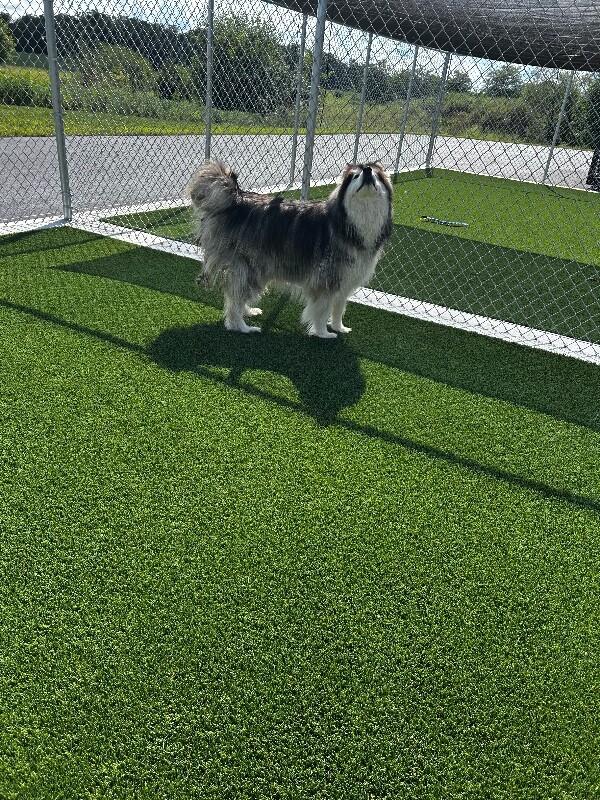 Enlarge Brianne, a Adoptable Alaskan Malamute in bellefontaine, OH image 3/6