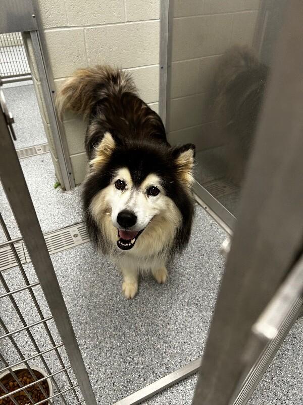 Enlarge Brianne, a Adoptable Alaskan Malamute in bellefontaine, OH image 4/6