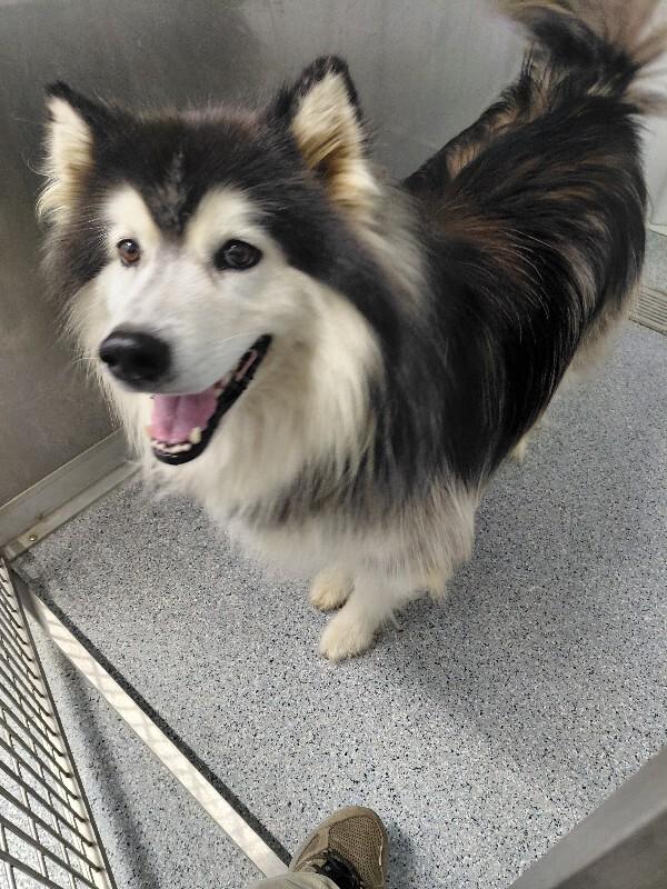 Enlarge Brianne, a Adoptable Alaskan Malamute in bellefontaine, OH image 5/6