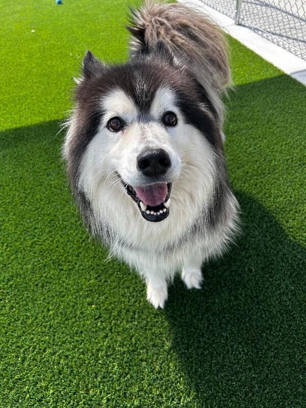 Enlarge Brianne, a Adoptable Alaskan Malamute in bellefontaine, OH image 6/6