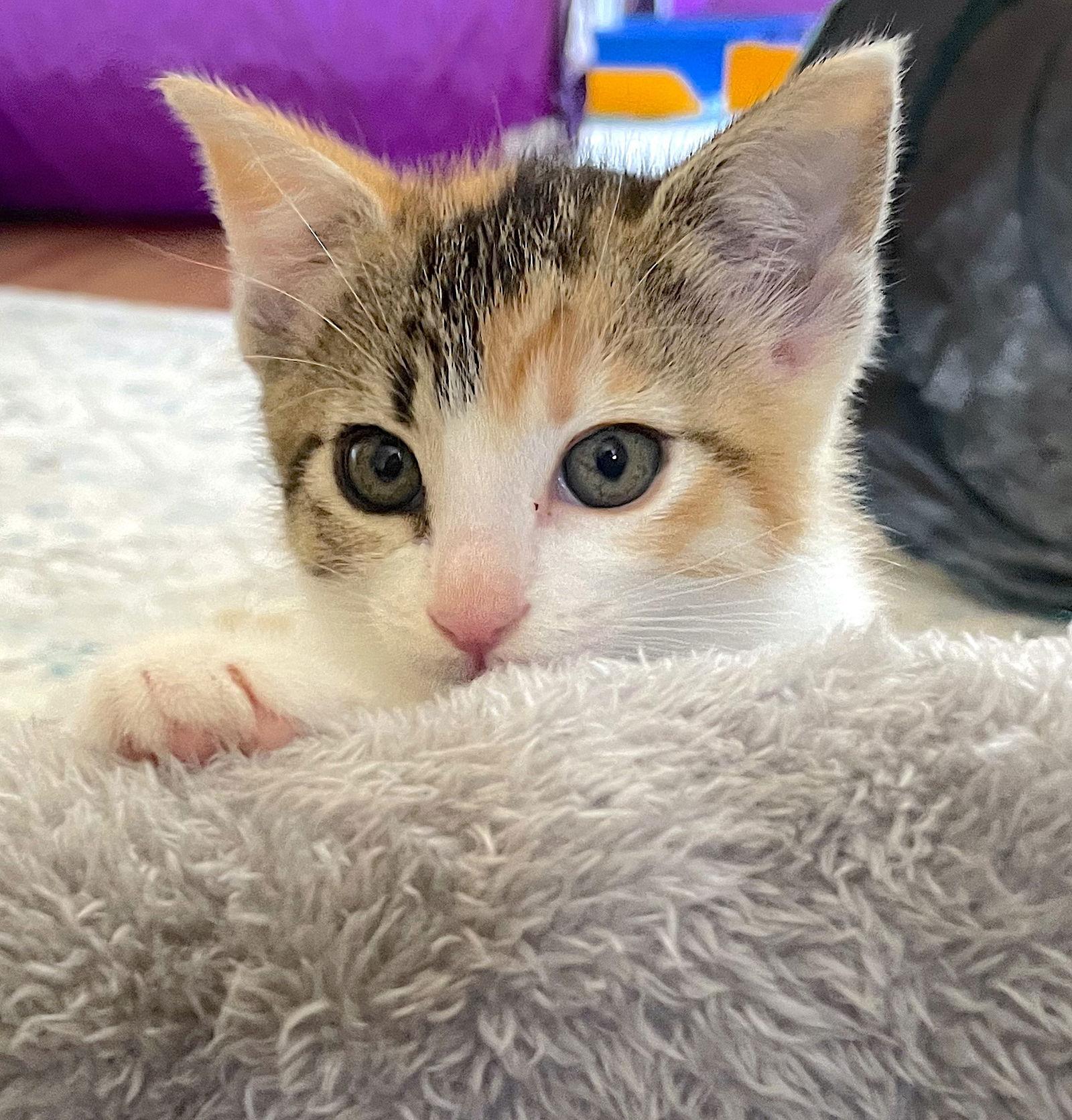 Enlarge Sol, a Adopted Domestic Short Hair in Fremont, CA image 1/3