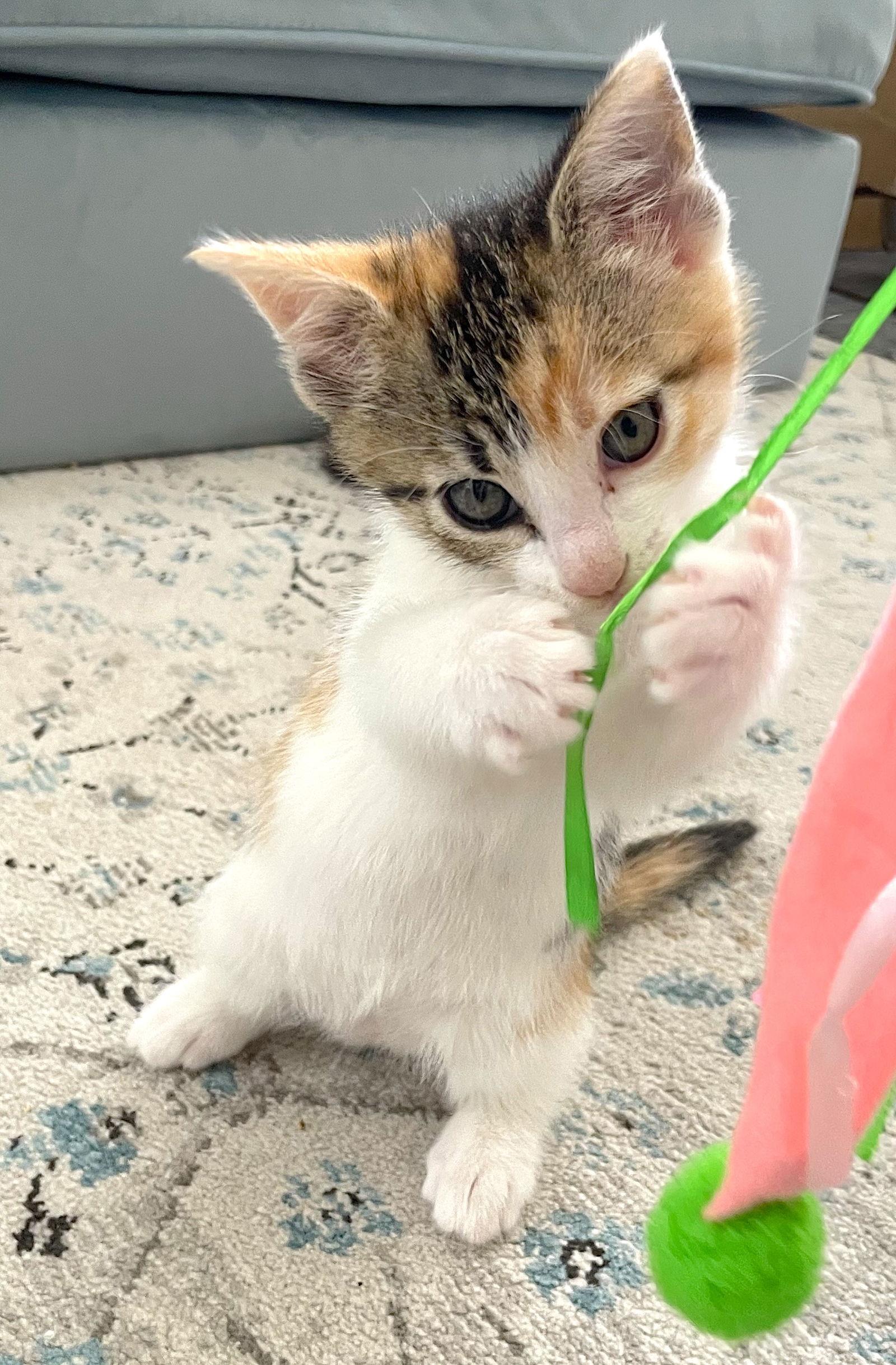 Enlarge Sol, a Adopted Domestic Short Hair in Fremont, CA image 2/3