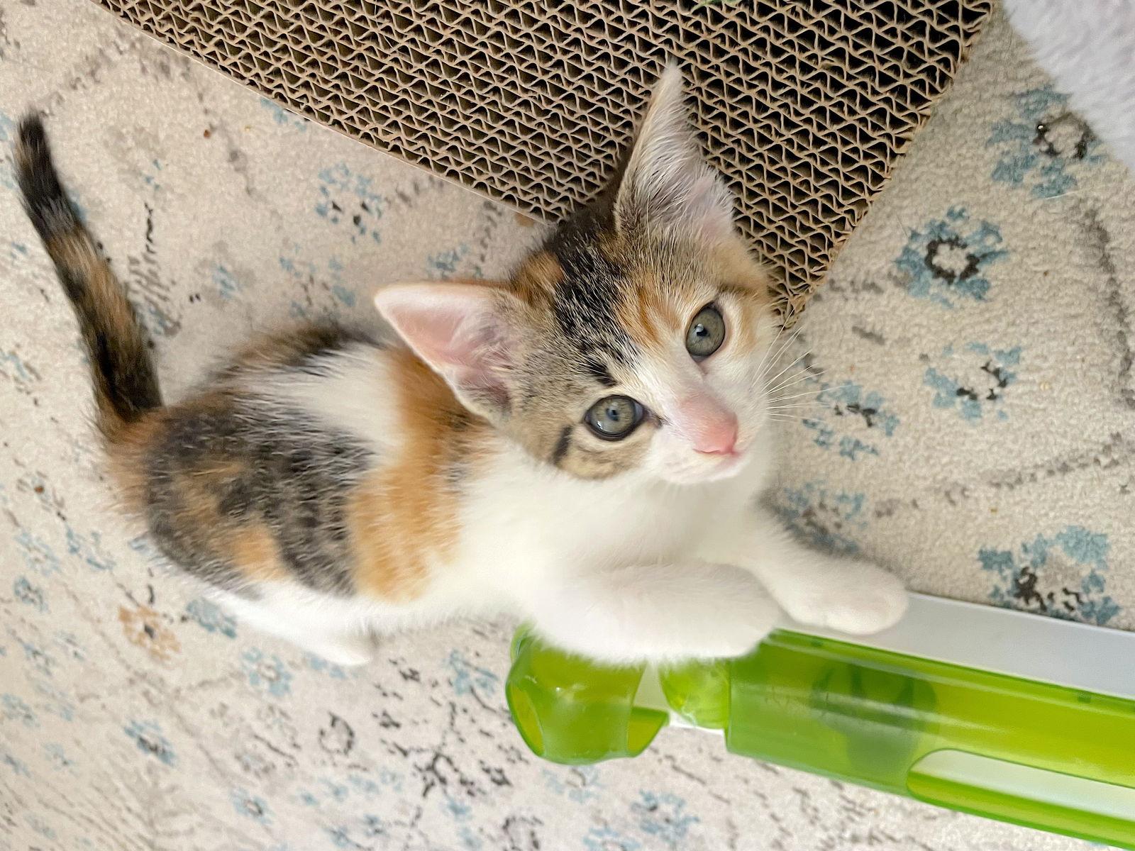 Sol, Adopted, Kitten Female Domestic Short Hair.