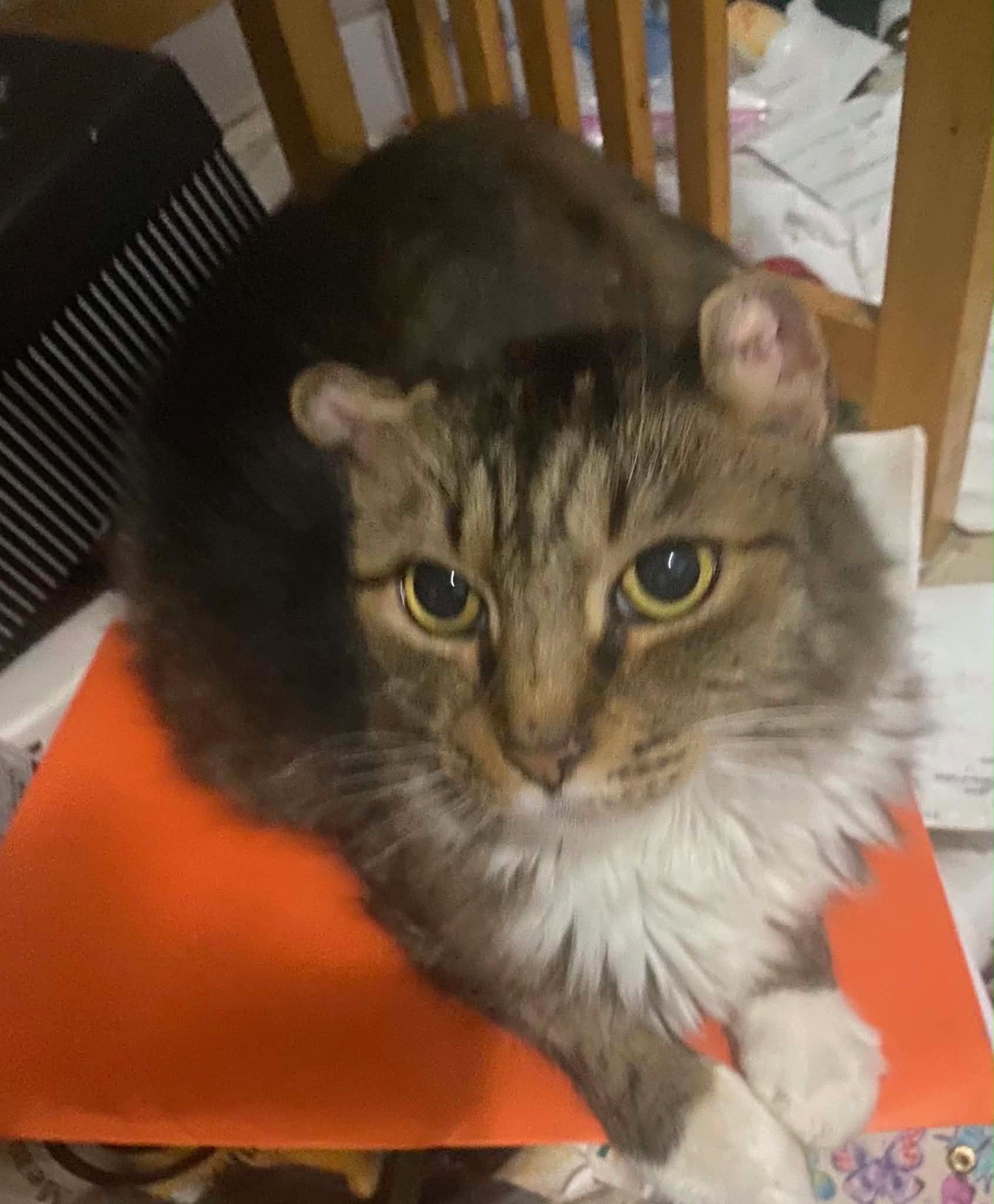 Enlarge TK, an adopted Domestic Long Hair in Watchung, NJ image 3/3