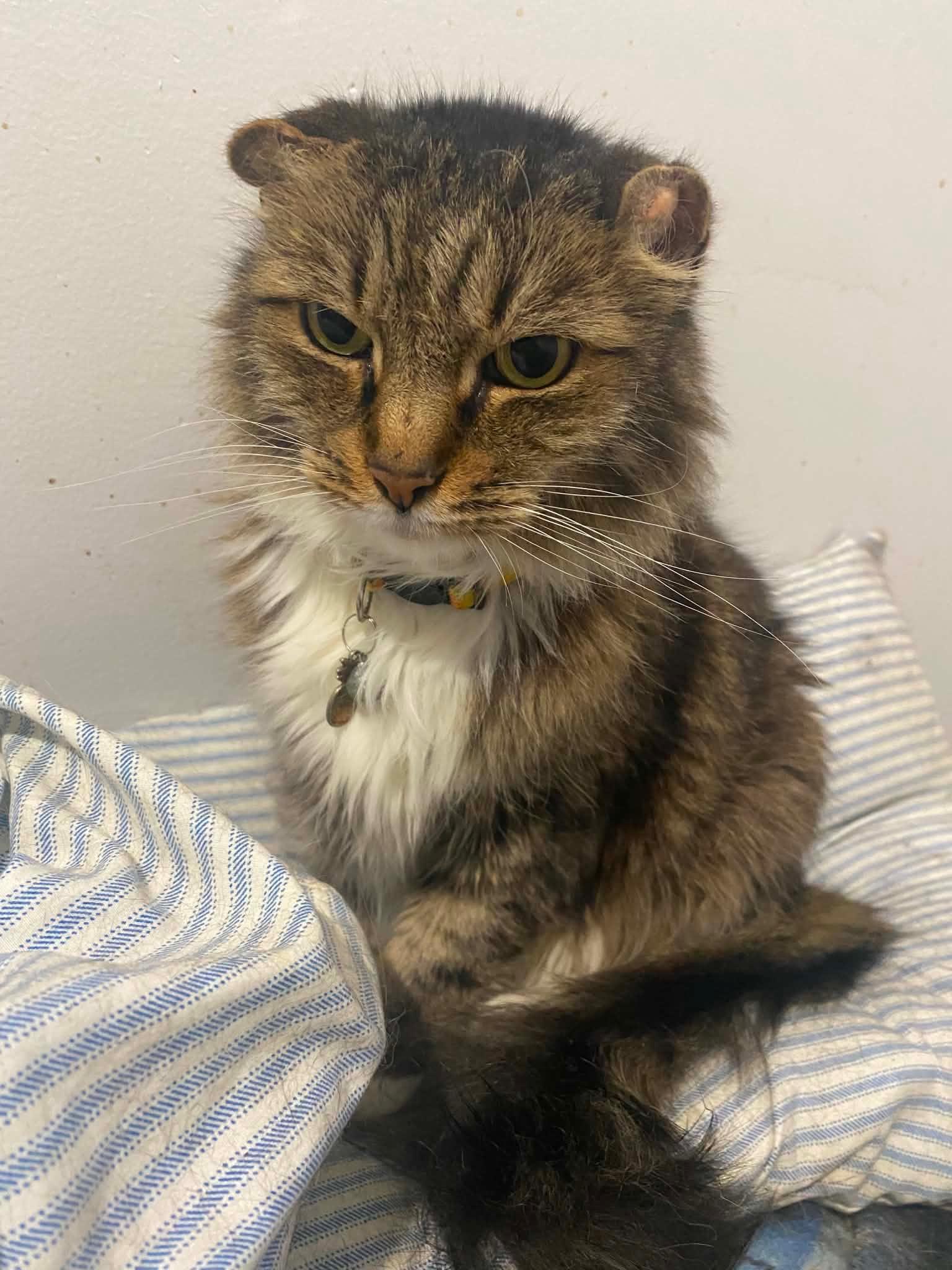 Enlarge TK, an adopted Domestic Long Hair in Watchung, NJ image 2/3