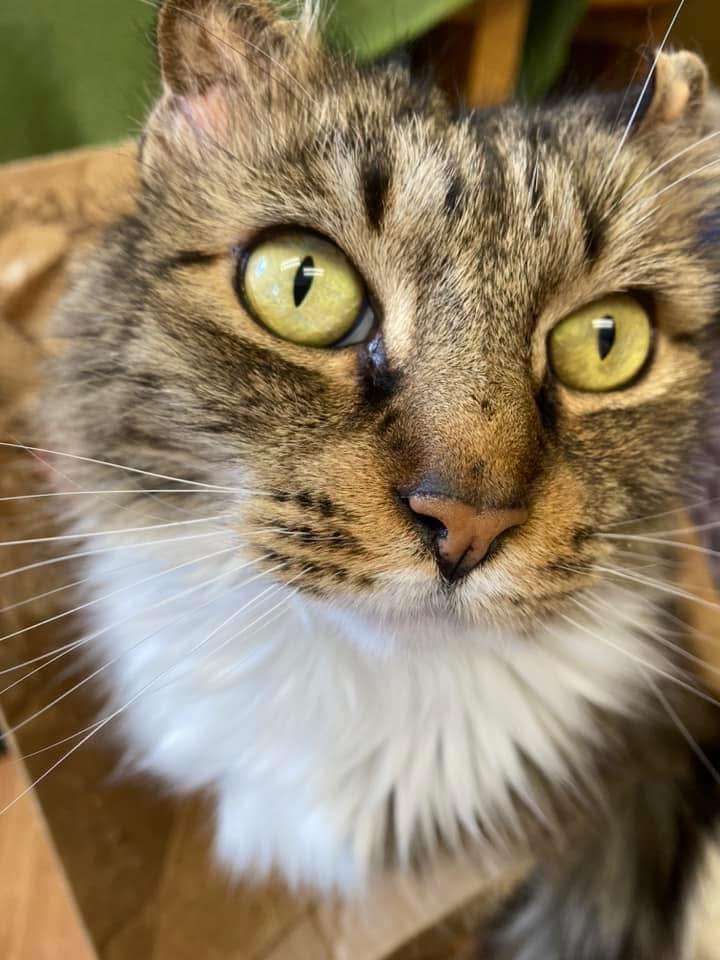 TK, adopted, Senior Male Domestic Long Hair.
