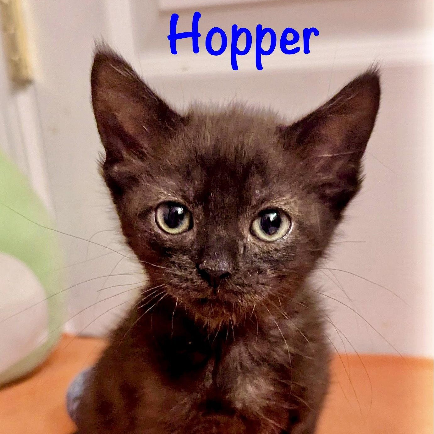 Hopper, Adoptable, Kitten Male Domestic Medium Hair.