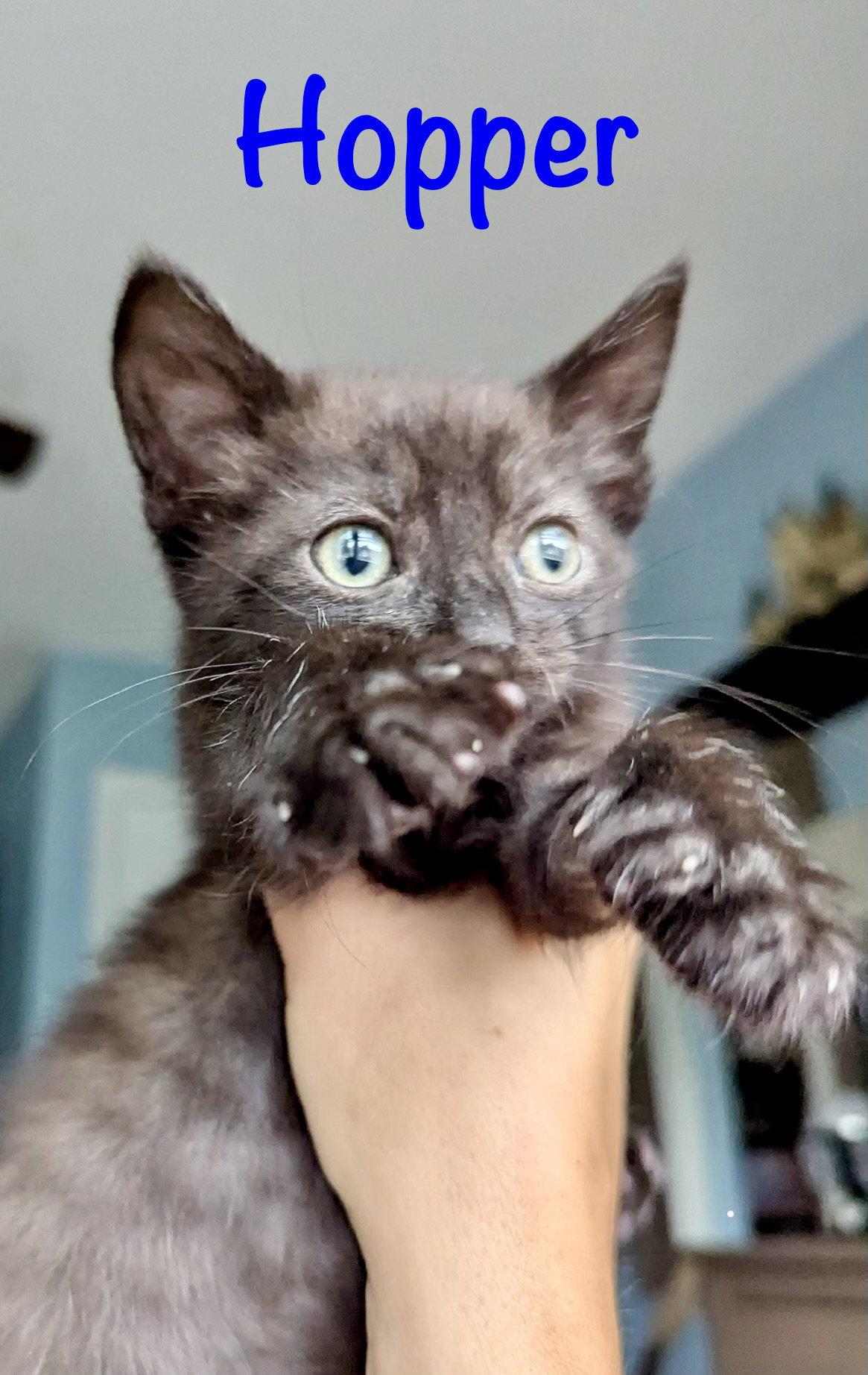 Enlarge Hopper, a Adoptable Domestic Medium Hair in Reston, VA image 2/3