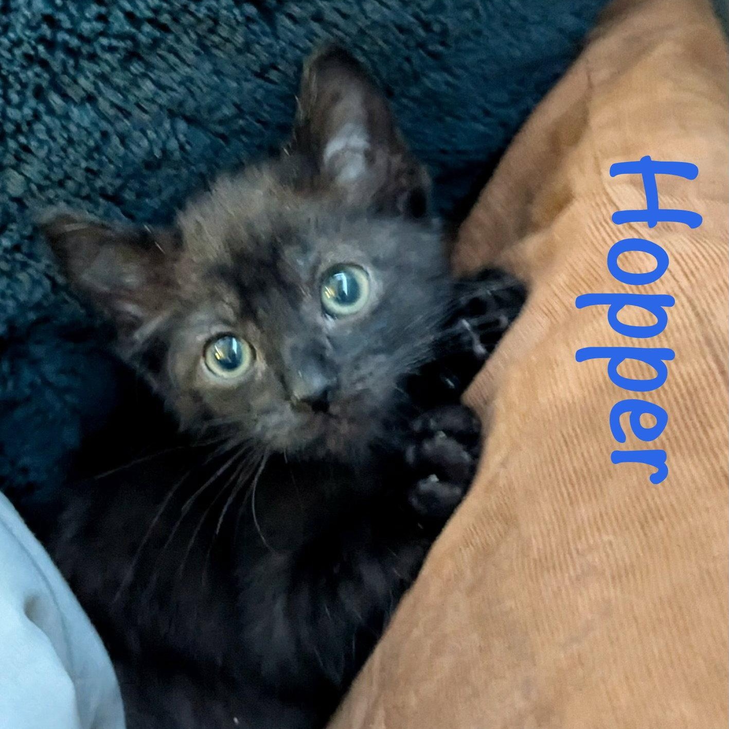Enlarge Hopper, a Adoptable Domestic Medium Hair in Reston, VA image 3/3