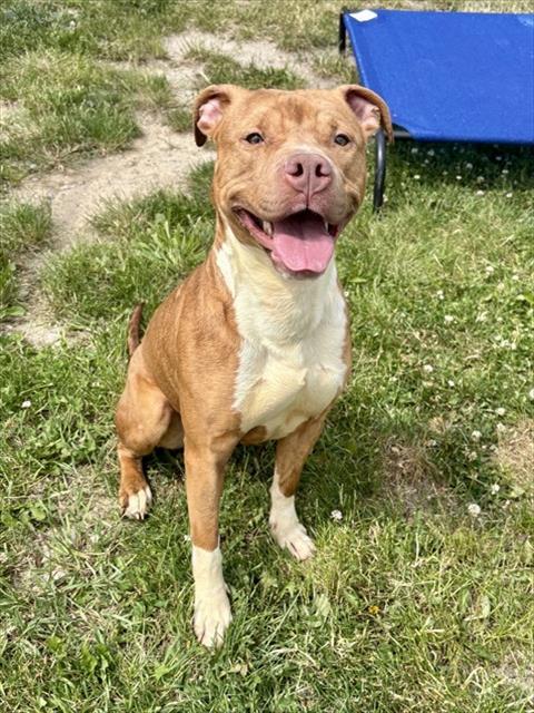 Enlarge SILVER, a Adoptable American Staffordshire Terrier in Kalamazoo, MI image 1/1