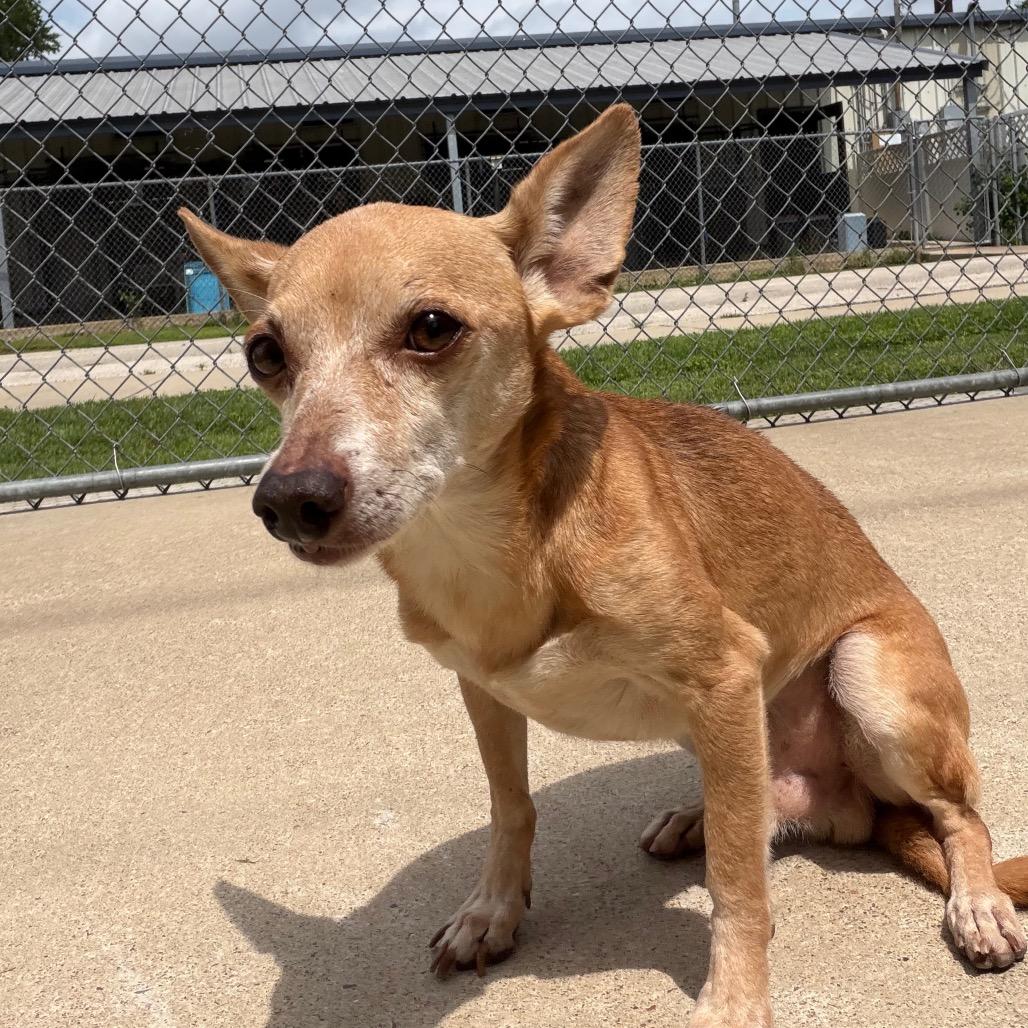 Snaggletooth, Adoptable, Senior Male Chihuahua.