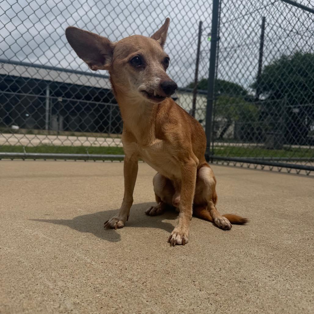 Enlarge Snaggletooth, a Adoptable Chihuahua in Bryan, TX image 2/6