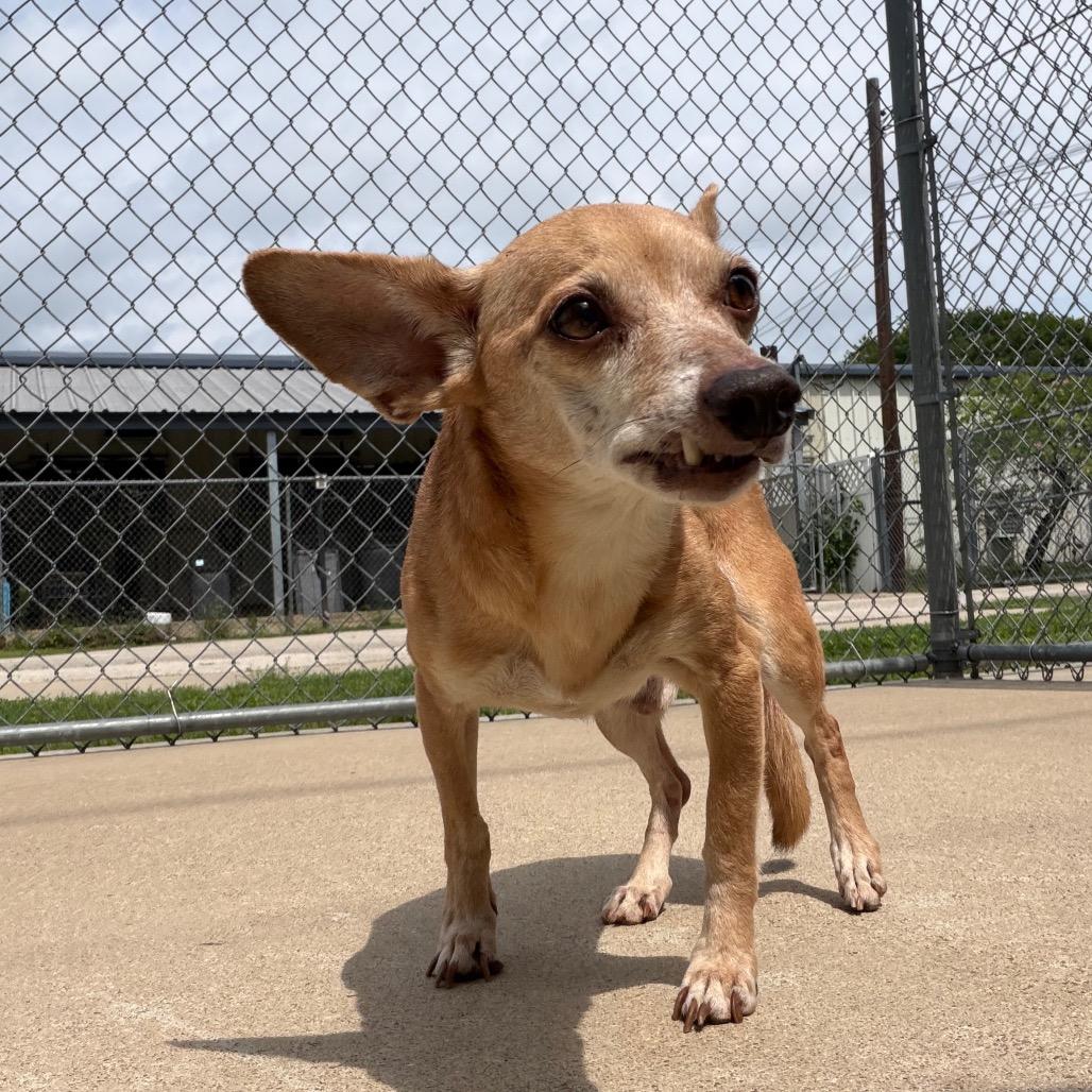 Enlarge Snaggletooth, a Adoptable Chihuahua in Bryan, TX image 3/6