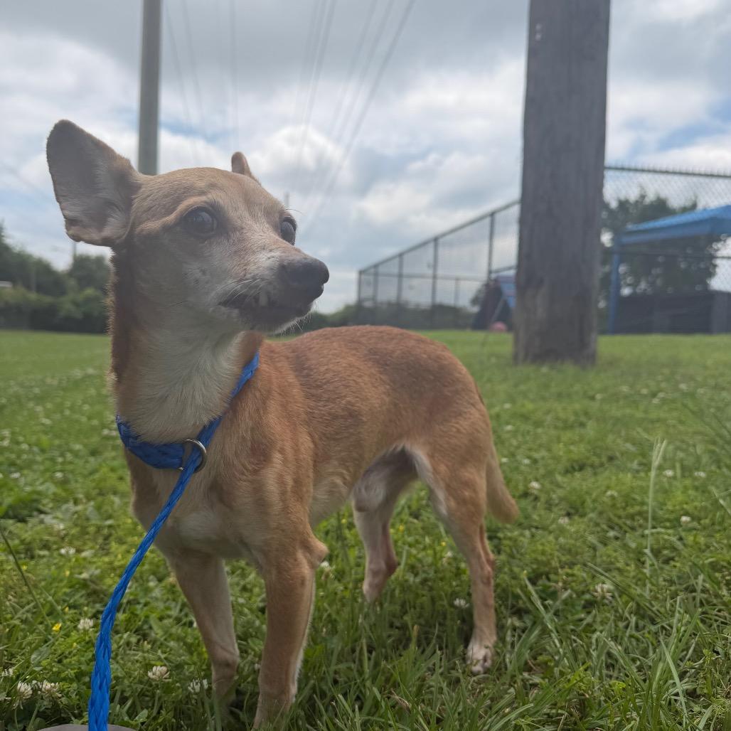 Enlarge Snaggletooth, a Adoptable Chihuahua in Bryan, TX image 4/6