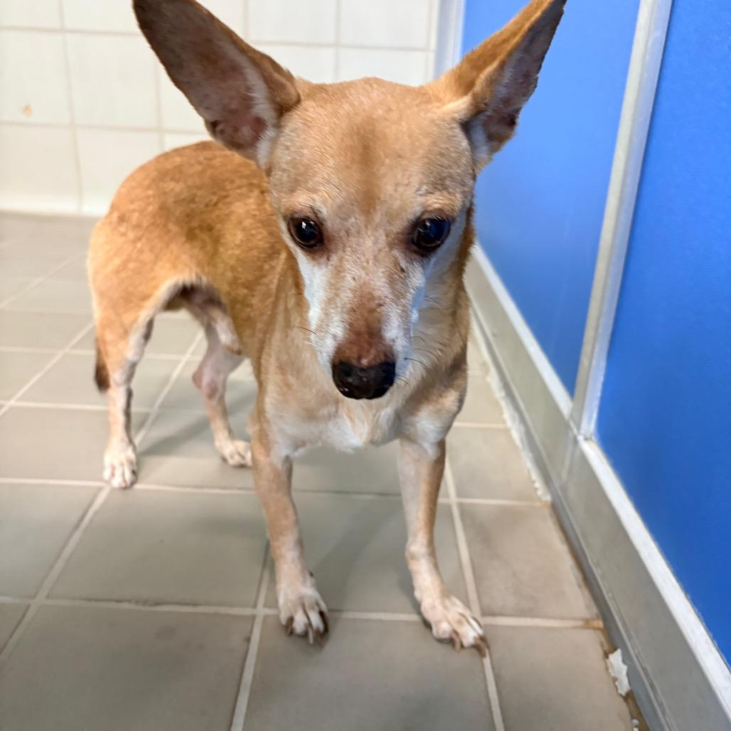 Enlarge Snaggletooth, a Adoptable Chihuahua in Bryan, TX image 5/6