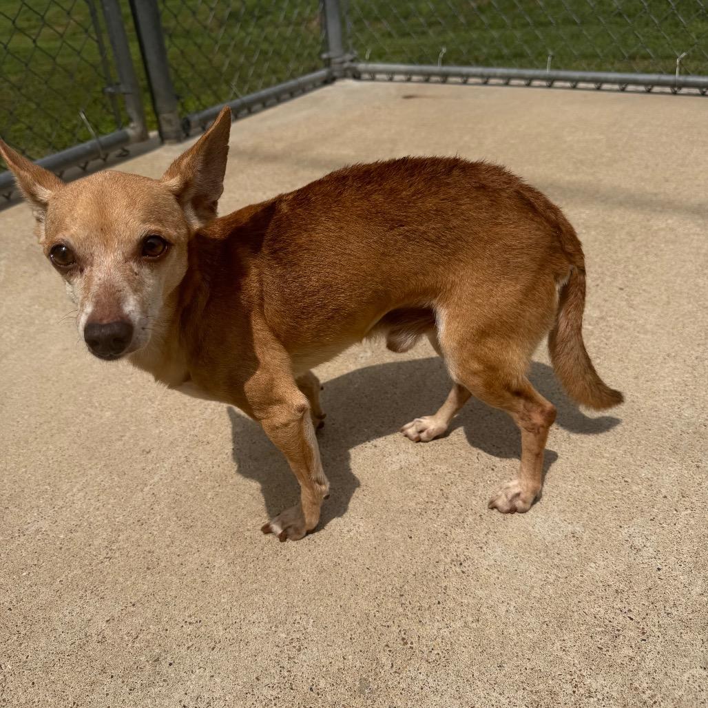 Enlarge Snaggletooth, a Adoptable Chihuahua in Bryan, TX image 6/6