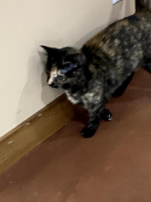 Reeses Pieces, an adoptable Domestic Short Hair in Boone, IA, 50036 | Photo Image 5