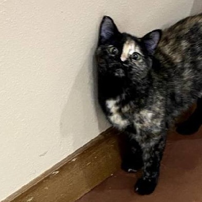 Reeses Pieces (bonded with Little Kitty), a Adoptable mixed breed in Boone, IA image 5/6