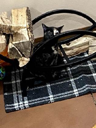 Reeses Pieces (bonded with Little Kitty), a Adoptable mixed breed in Boone, IA image 6/6